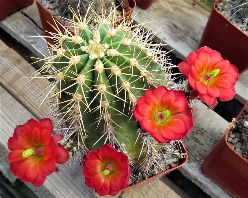 succulent with red spikes EC036: Echinocereus yavapaiensis COLD HARDY CACTUS