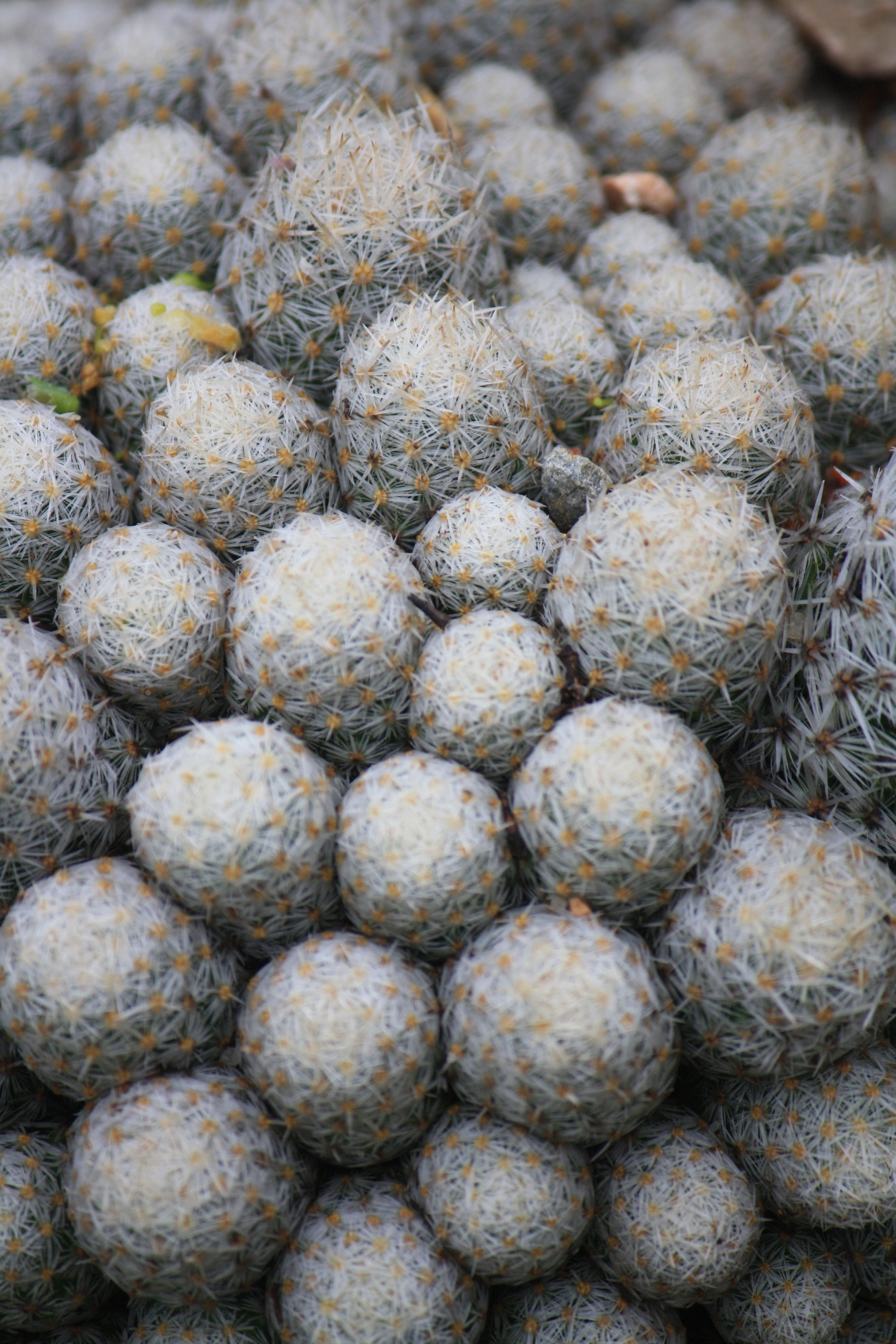 Siepi Fiorite, Sempreverdi E Resistenti Al Gelo: 10 Piante Profumate Per Il Tuo Giardino Siepi Fiorite, Sempreverdi E Resistenti Al Gelo: 10 Piante Profumate Per Il Tuo Giardino