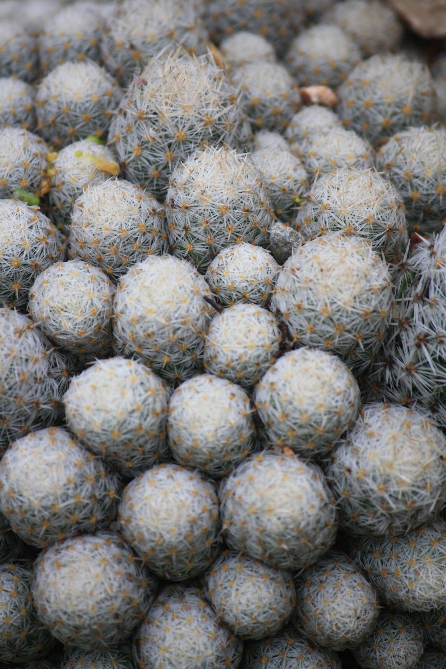 ES002: Escobaria sneedii COLD HARDY CACTUS