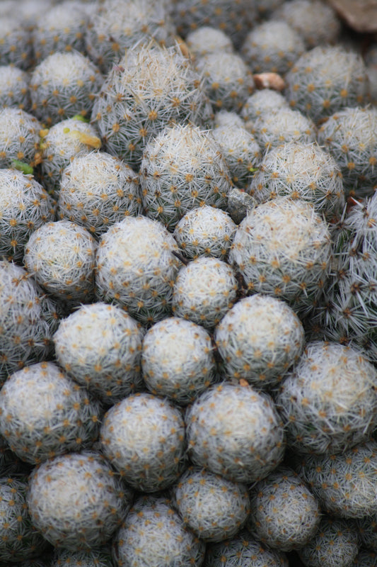 ES002: Escobaria sneedii   COLD HARDY CACTUS