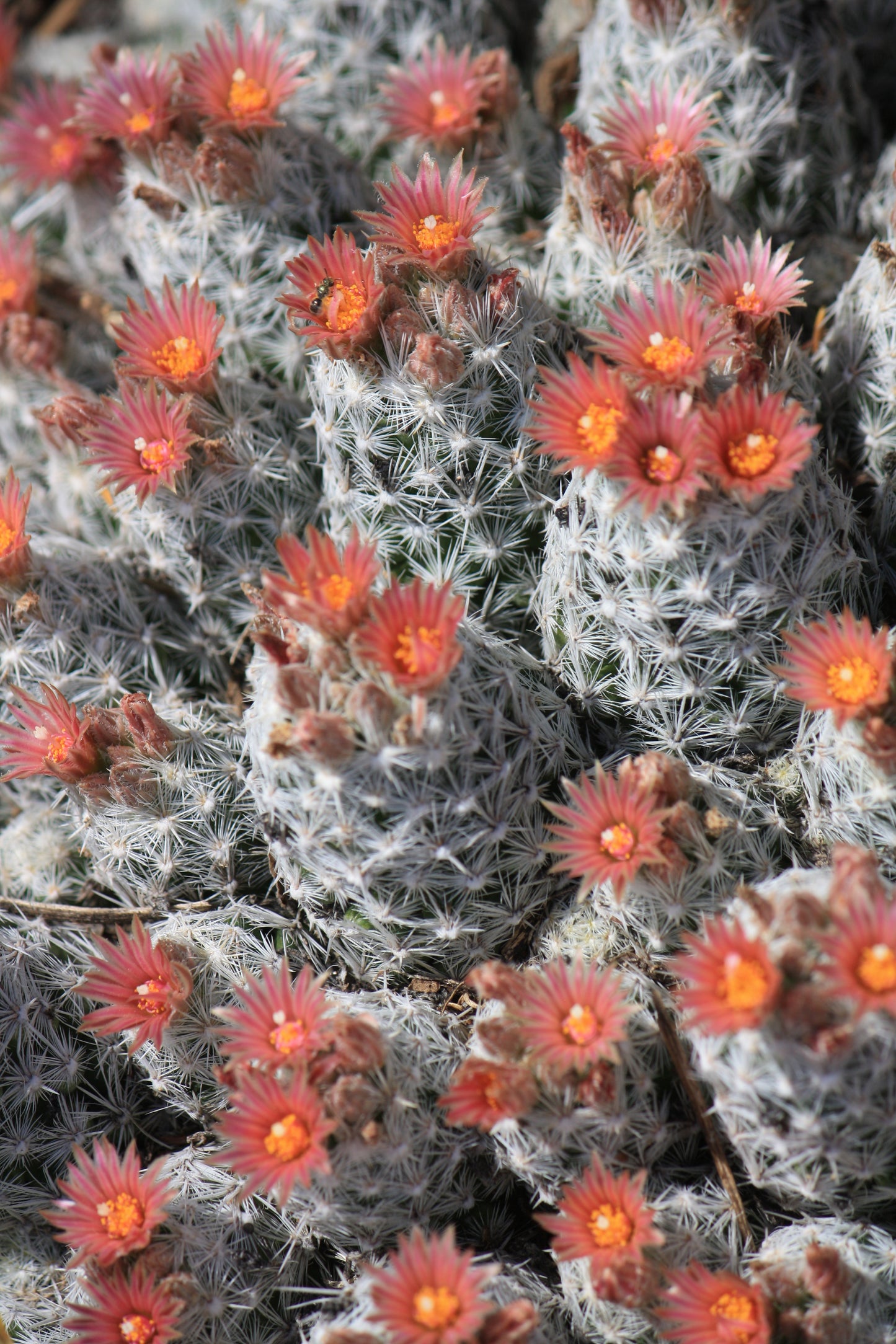 ES002: Escobaria sneedii COLD HARDY CACTUS