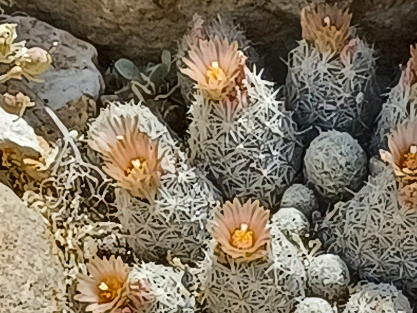ES002: Escobaria sneedii COLD HARDY CACTUS