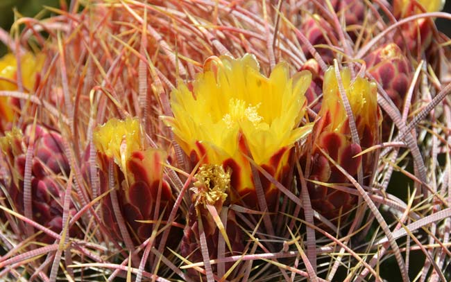 OT037: Ferocactus cylindricus, Hardy Form COLD HARDY CACTUS