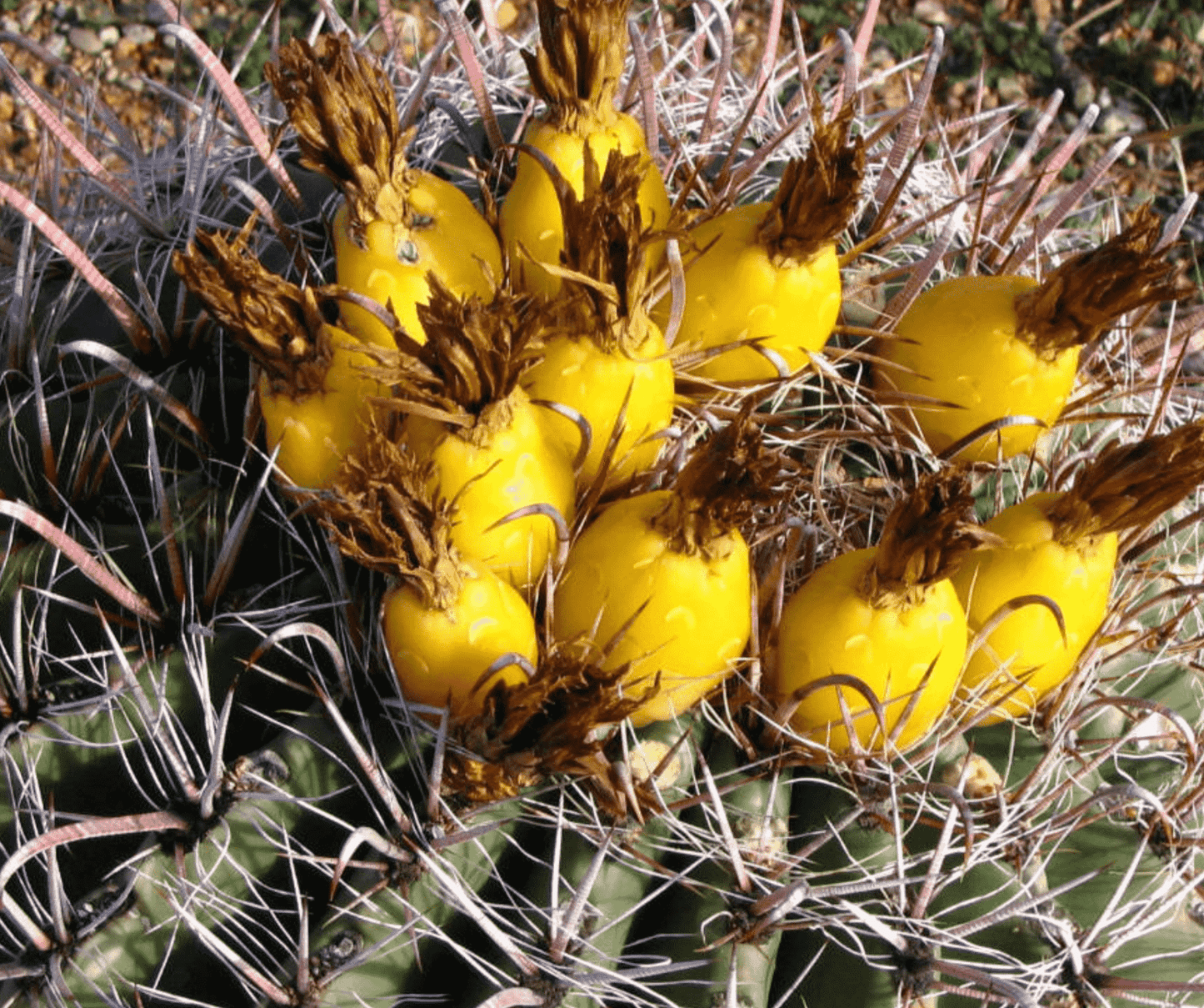 OT037: Ferocactus cylindricus, Hardy Form COLD HARDY CACTUS