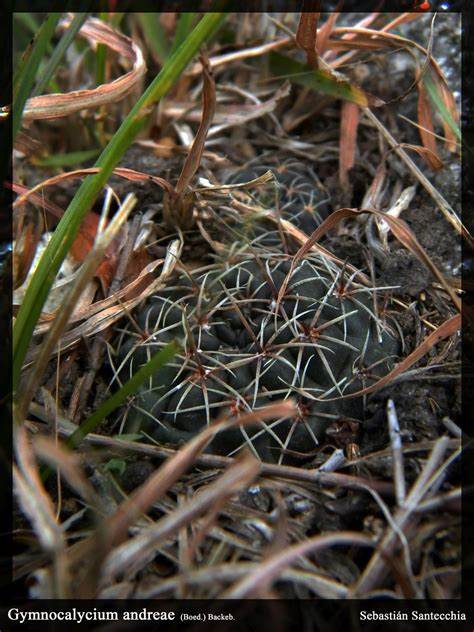 OT041: Gymnocalycium andreae (Yellow Flower Form) COLD HARDY CACTUS