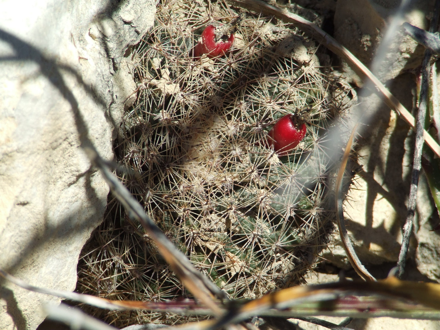 OT005: Mammillaria meiacantha ssp. heyderi    COLD HARDY CACTUS
