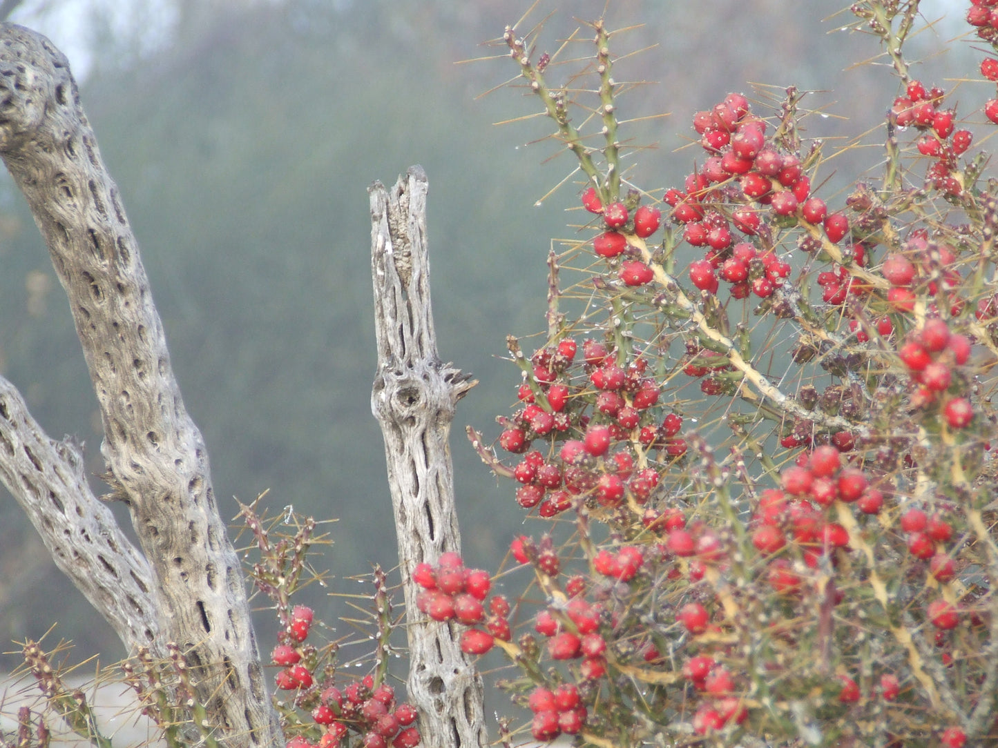 OP132: Cylindropuntia leptocaulis v. inermis COLD HARDY CACTUS