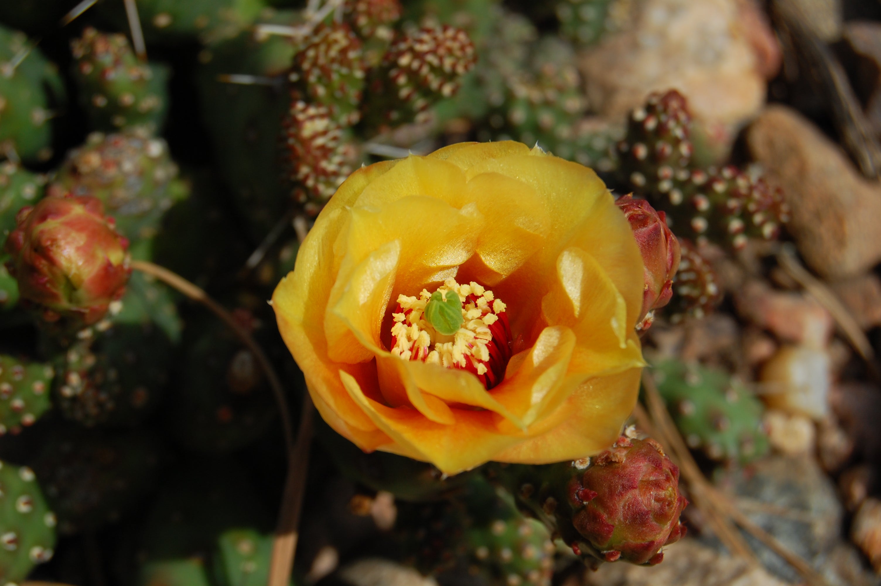 prickly pear cactus flower essence OP031: Opuntia fragilis (debreczyi) v. denuda (Spineless Cat's Paw Cac – COLDHARDYCACTUS