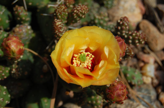 OP031: Opuntia fragilis (debreczyi) v. denuda (Spineless Cat's Paw Cactus) COLD HARDY CACTUS