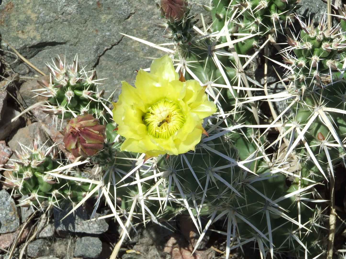 OP086: Corynopuntia clavata (Creeping Club Cholla) COLD HARDY CACTUS