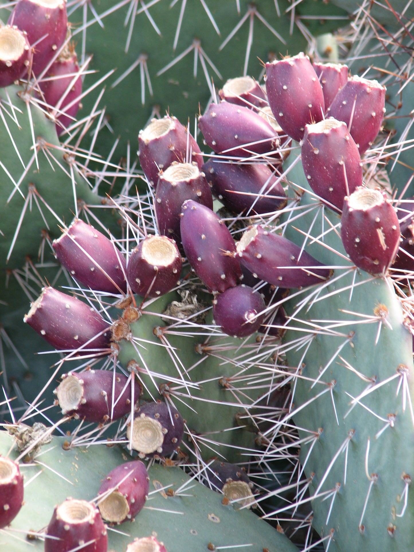 OP091: Opuntia phaeacantha v. woodsii 'Brilliant Orange' COLD HARDY CACTUS