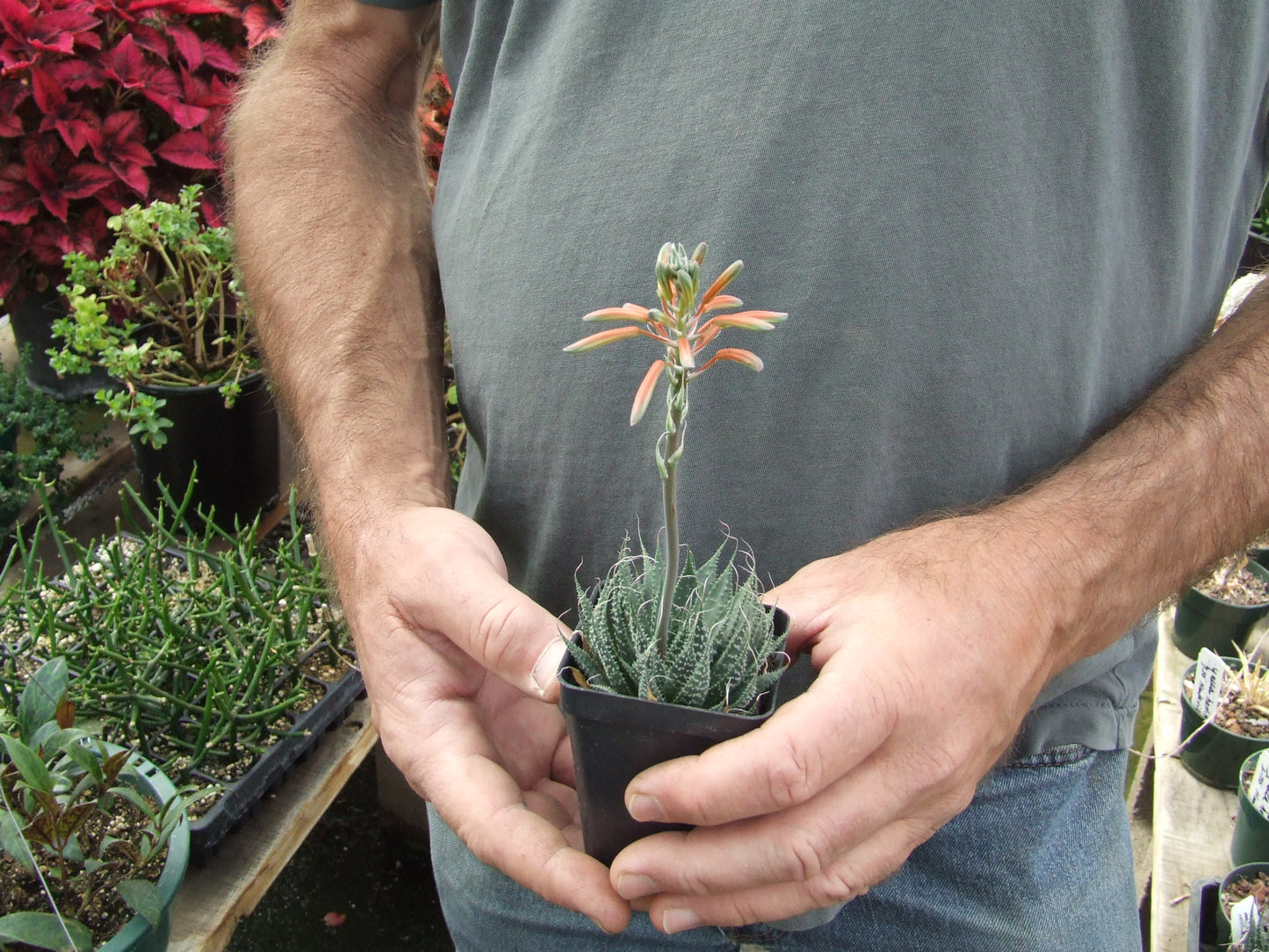 OT007: Aloe aristata 'Torch Flower Aloe' COLD HARDY CACTUS