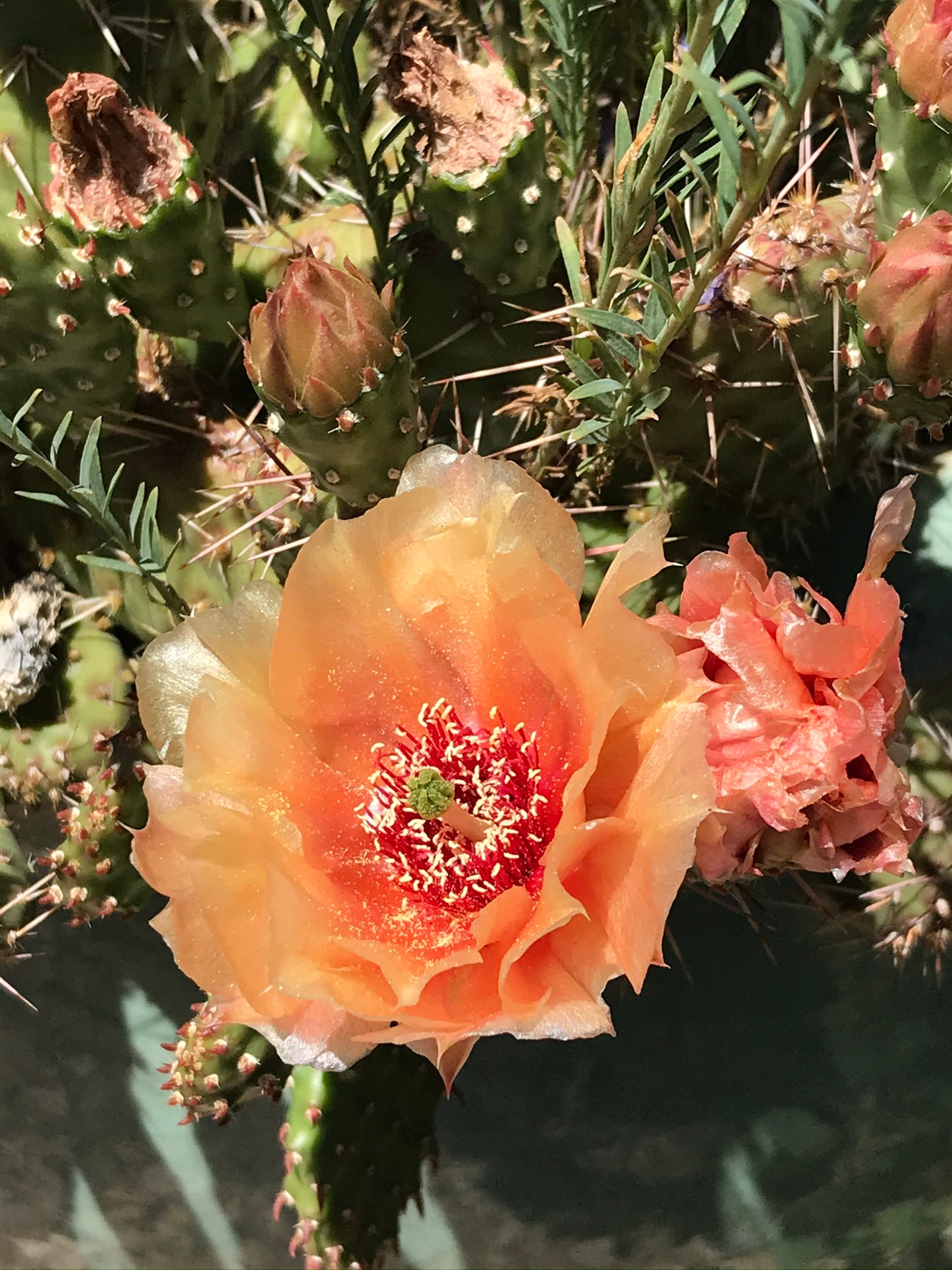 OP127: Opuntia x 'Kumquat Kutie' COLD HARDY CACTUS