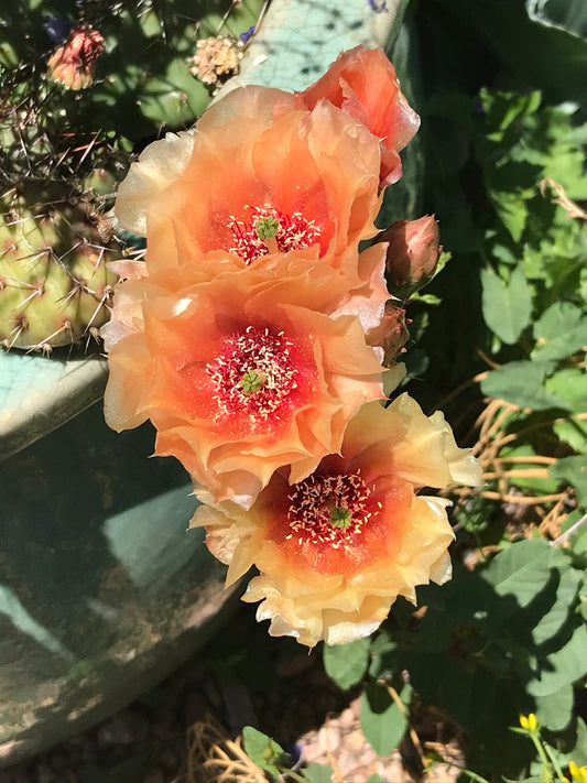 OP127:  Opuntia x 'Kumquat Kutie'  COLD HARDY CACTUS