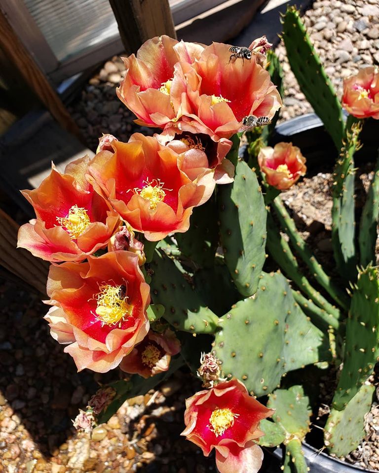 prickly pear cactus with red flowers OP122: Opuntia humifusa hybrid 'Ohio' COLD HARDY CACTUS