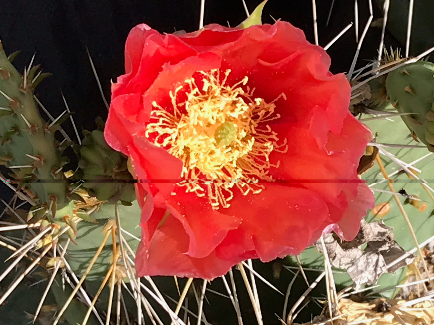 OP116:  Opuntia 'Nectarine Sorbet' COLD HARDY CACTUS