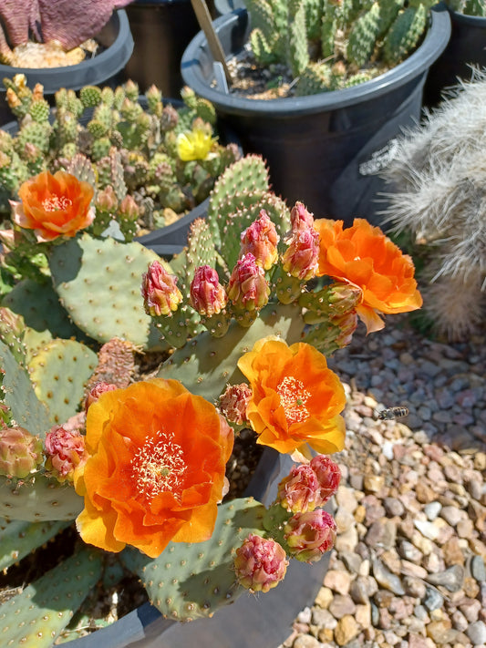 OP120: Opuntia "Walk-In-Beauty" 'Fire Sun'