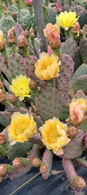 OP125: Opuntia hybrid WALK IN BEAUTY Raspberry Lemon Sorbet COLD HARDY CACTUS