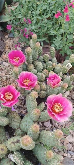 OP023: Opuntia debreczeyi 'Arches Deep Rose' Potato