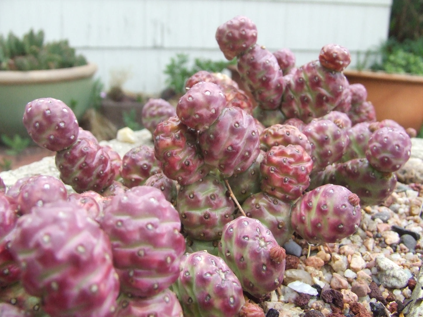 OP030: Opuntia fragilis (debreczyi) v. denuda (Potato Cactus) COLD HARDY CACTUS