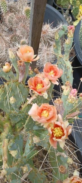 prickly pear cactus with orange flowers OP112: Opuntia potsii 'Summer's Peach' COLD HARDY CACTUS