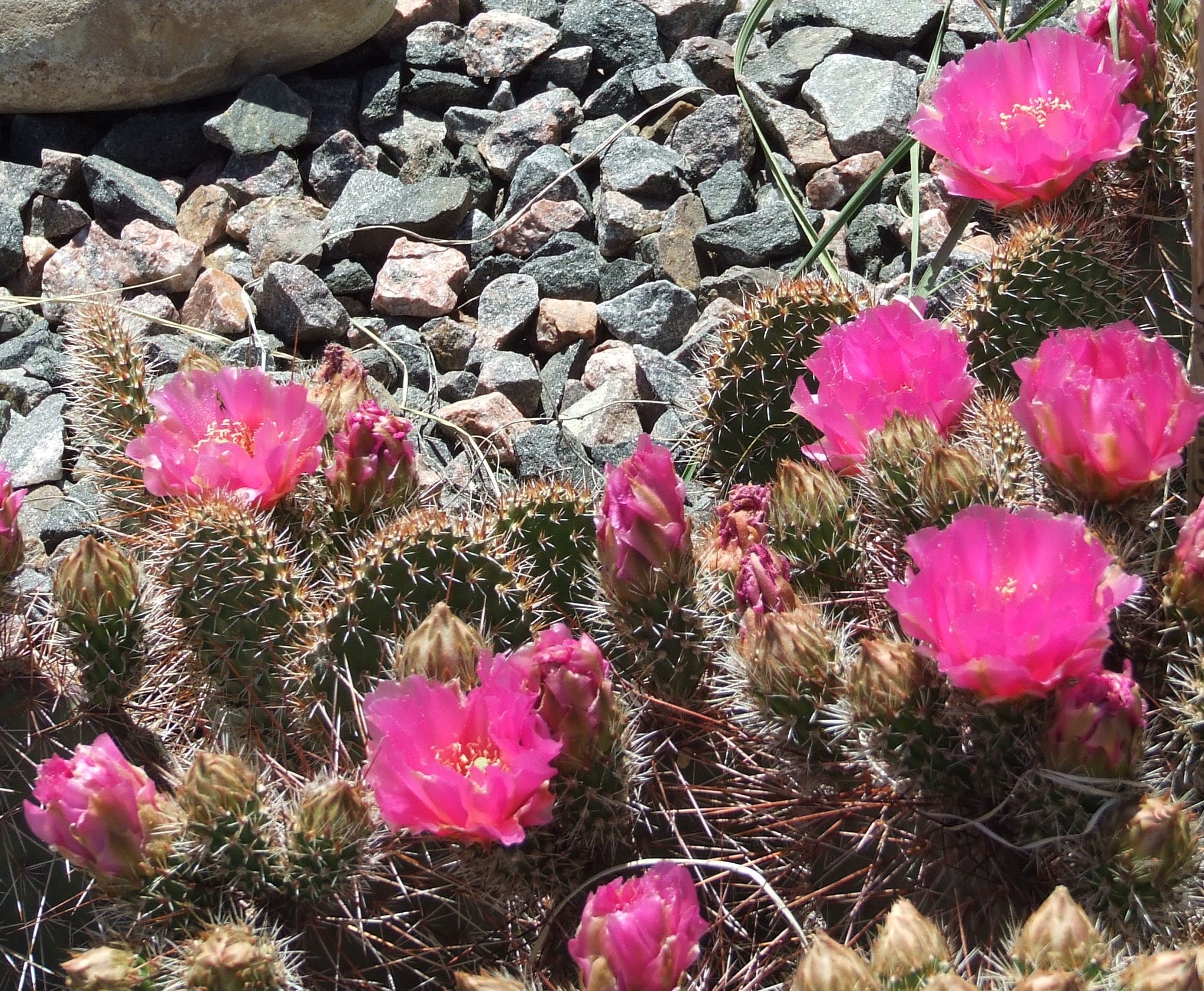 pink cactus succulent OP059: Opuntia polyacantha v. erinacea COLD HARDY CACTUS – COLDHARDYCACTUS