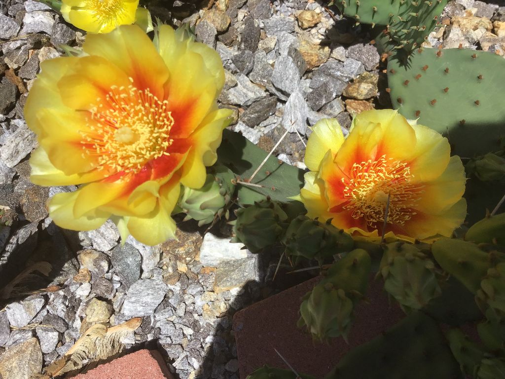 OP076: Opuntia hybrid 'Fire and Ice' COLD HARDY CACTUS