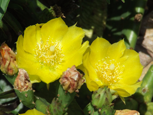 OP124: Mini Opuntia humifusa v inermis