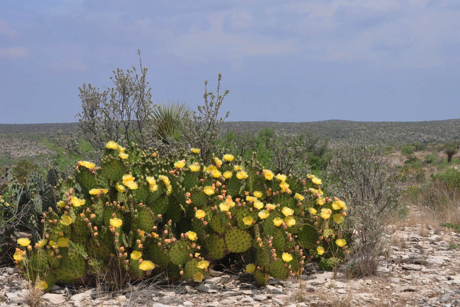OP123: Opuntia strigil COLD HARDY CACTUS