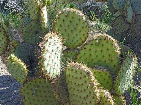 OP123: Opuntia strigil COLD HARDY CACTUS