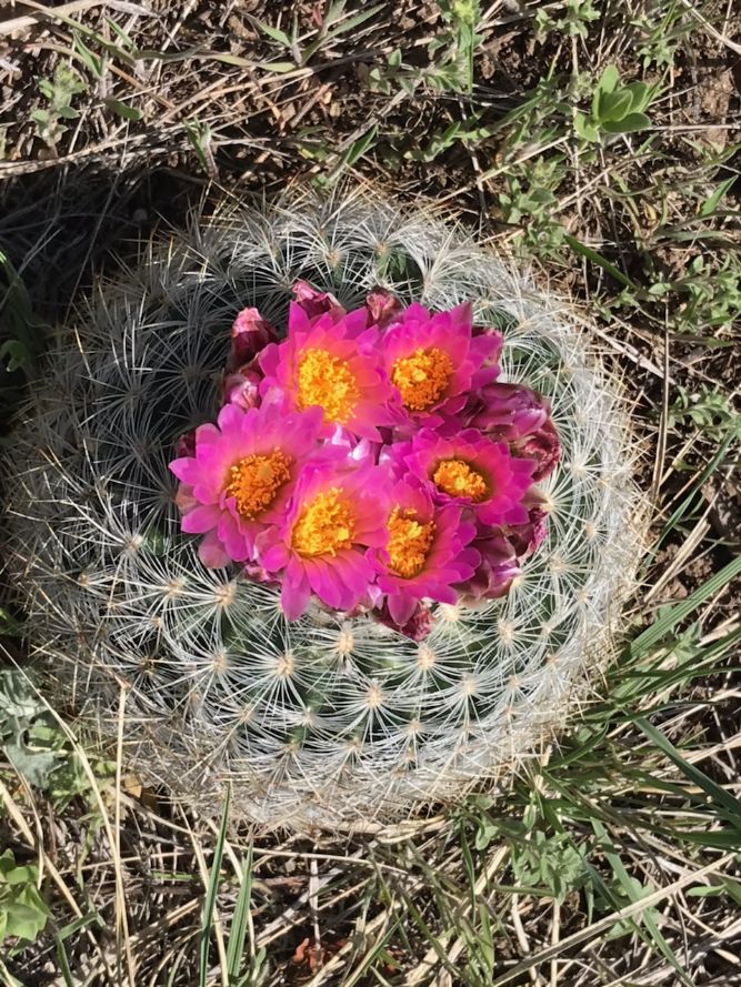 PE002: Pediocactus simpsonii v. minor (Snowball form)  COLD HARDY CACTUS