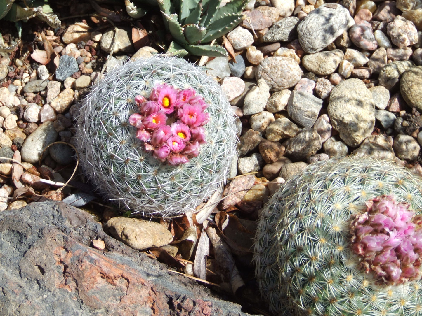 PE002: Pediocactus simpsonii v. minor (Snowball form)  COLD HARDY CACTUS