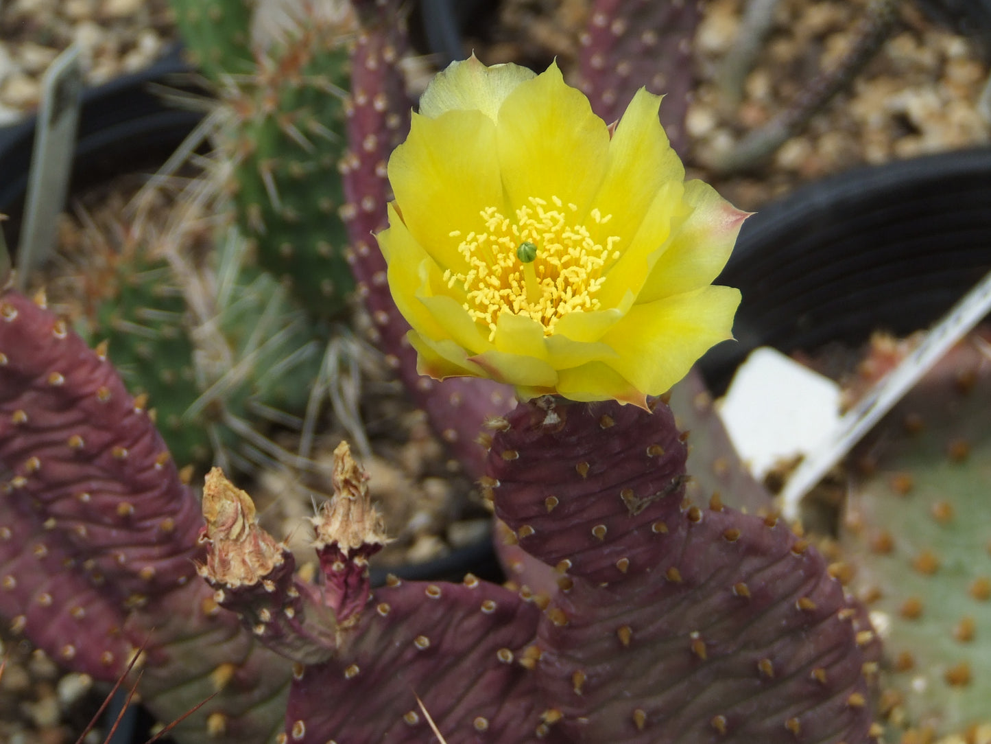 OP125: Opuntia hybrid WALK IN BEAUTY Raspberry Lemon Sorbet COLD HARDY CACTUS