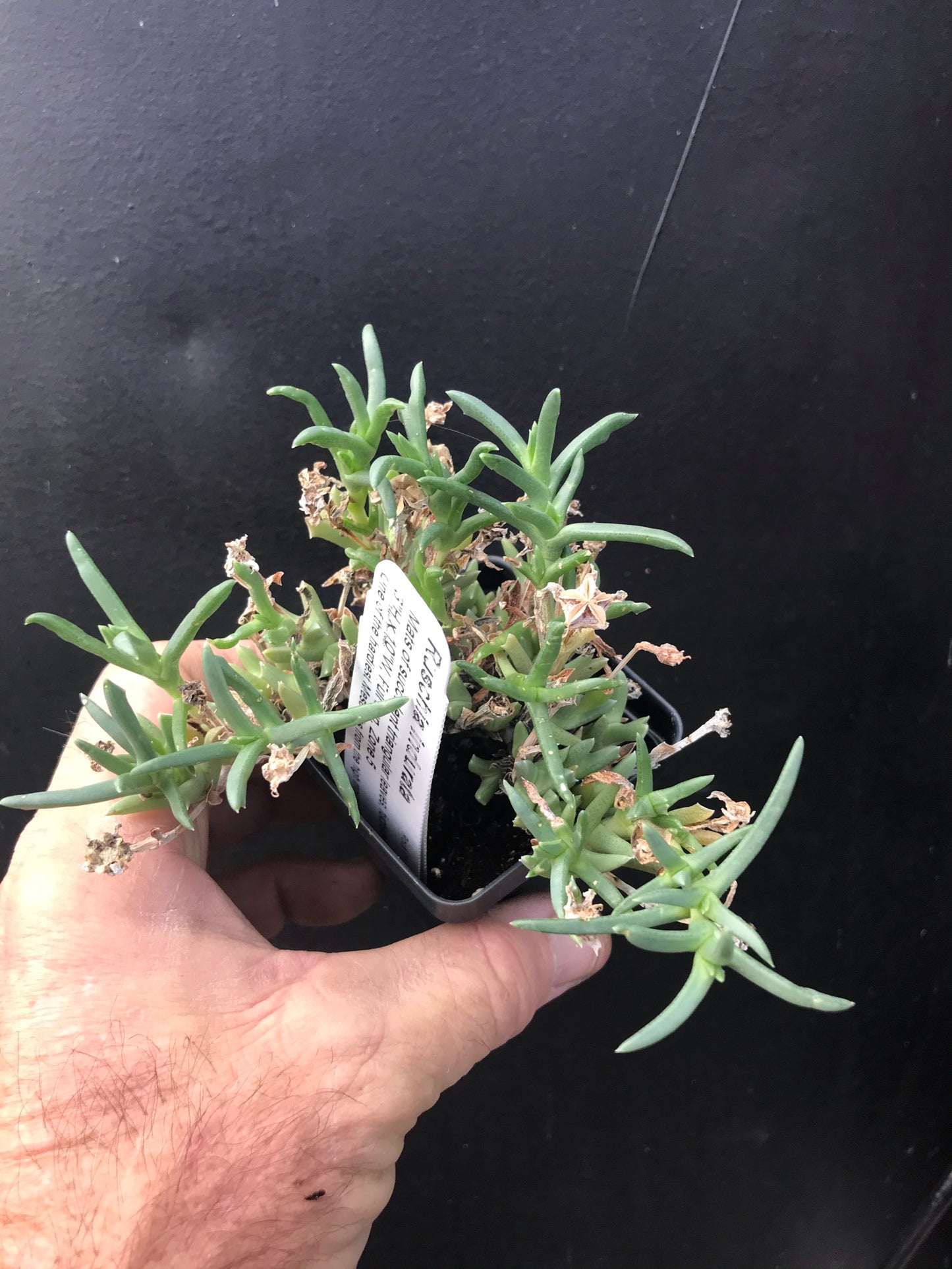 OT009: Ruschia indurata COLD HARDY CACTUS