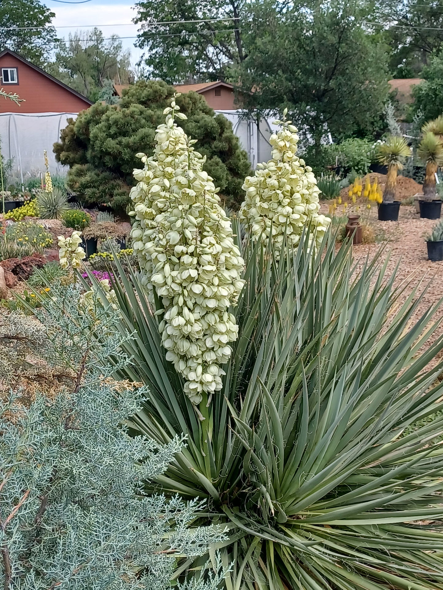YU024: Yucca faxoniana x rostrata hybrid COLD HARDY CACTUS