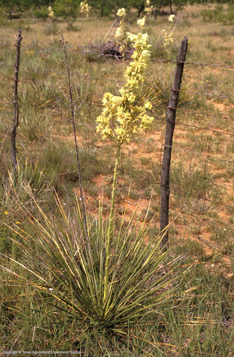 YU033:  Yucca Reverchonii 'Seep Yucca' COLD HARDY CACTUS