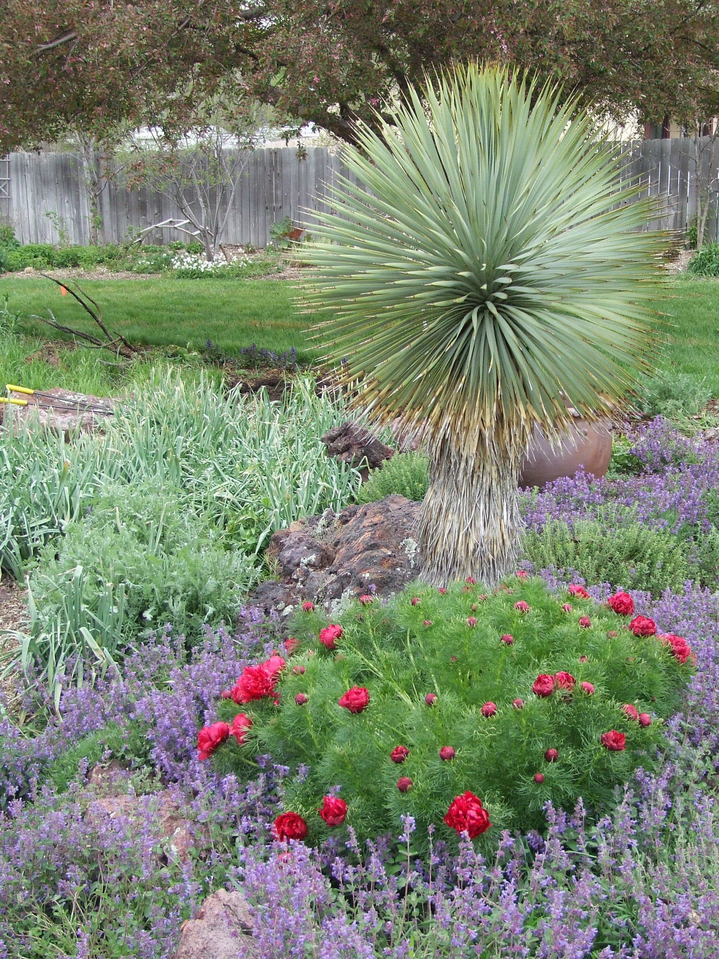 YU008: Yucca rostrata COLD HARDY CACTUS