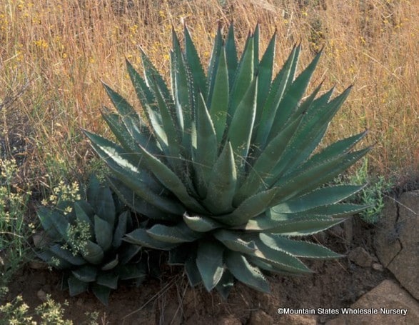 AG023: Agave palmeri Mount Graham, AZ form COLD HARDY CACTUS