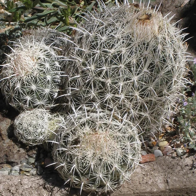 CO009: Coryphantha echinus COLD HARDY CACTUS