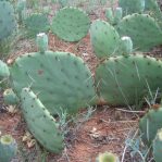 OP058: Opuntia sanguinicola v. inermis    COLD HARDY CACTUS