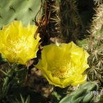 OP058: Opuntia sanguinicola v. inermis COLD HARDY CACTUS