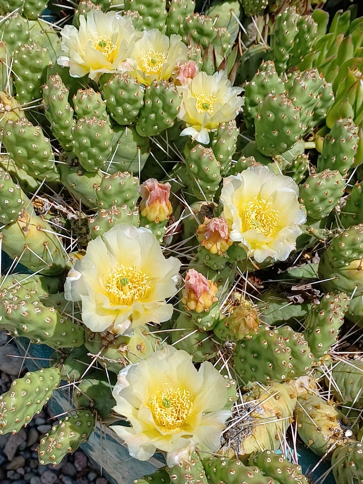 OP126: Opuntia rutila 'New Castle' COLD HARDY CACTUS