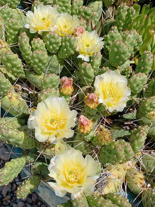 OP126: Opuntia rutila 'New Castle'   COLD HARDY CACTUS