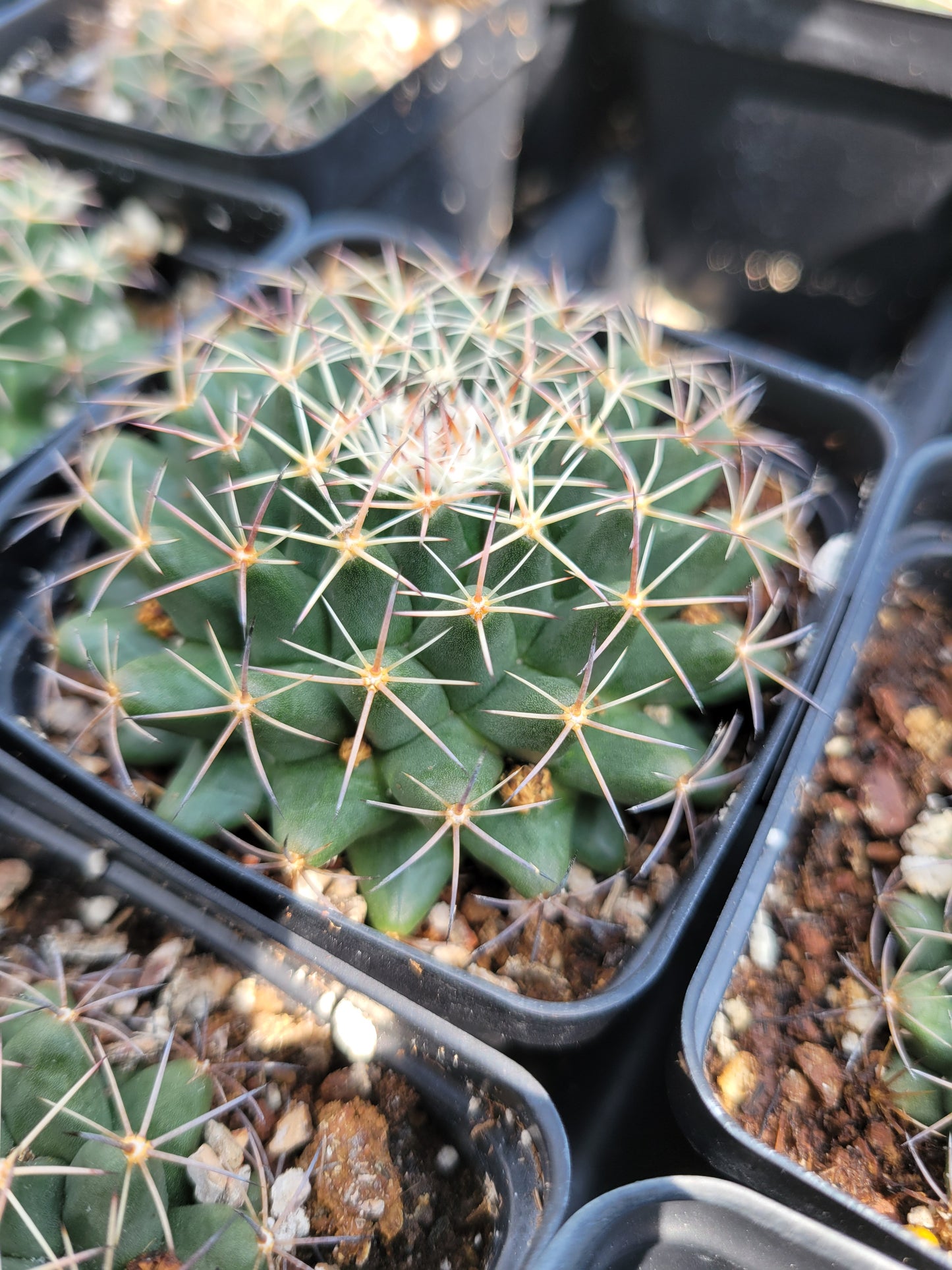 OT005: Mammillaria heyderi v. meiacantha COLD HARDY CACTUS