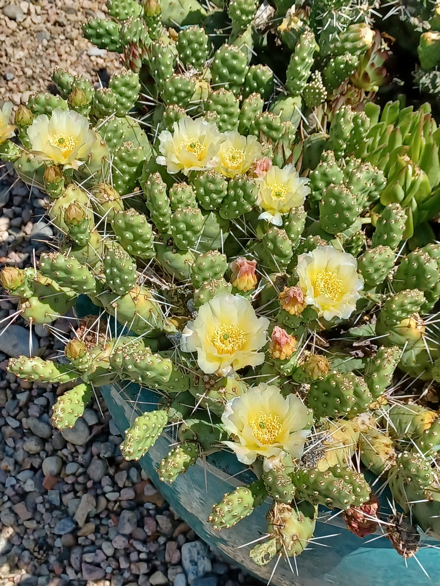 OP126: Opuntia rutila 'New Castle' COLD HARDY CACTUS