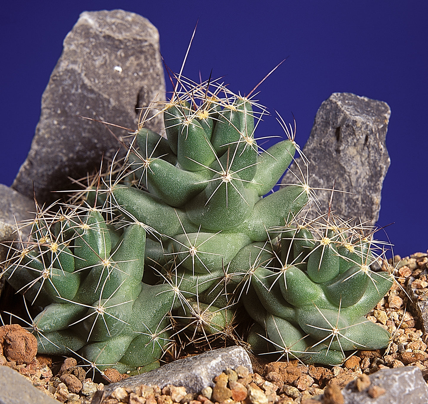 CO007: Coryphantha macromeris COLD HARDY CACTUS