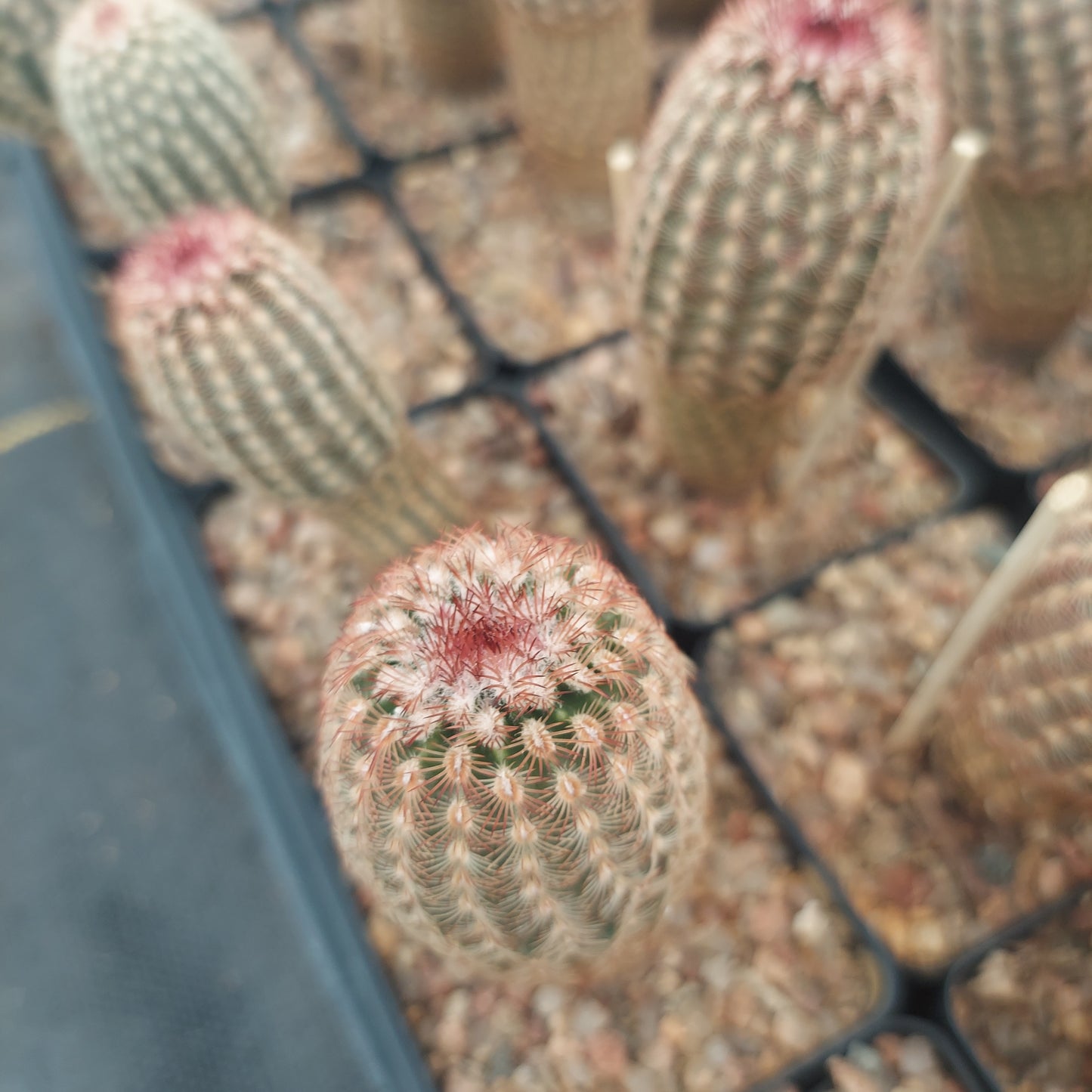 EC045:  Echinocereus reichenbachii ssp burensis   COLD HARDY CACTUS