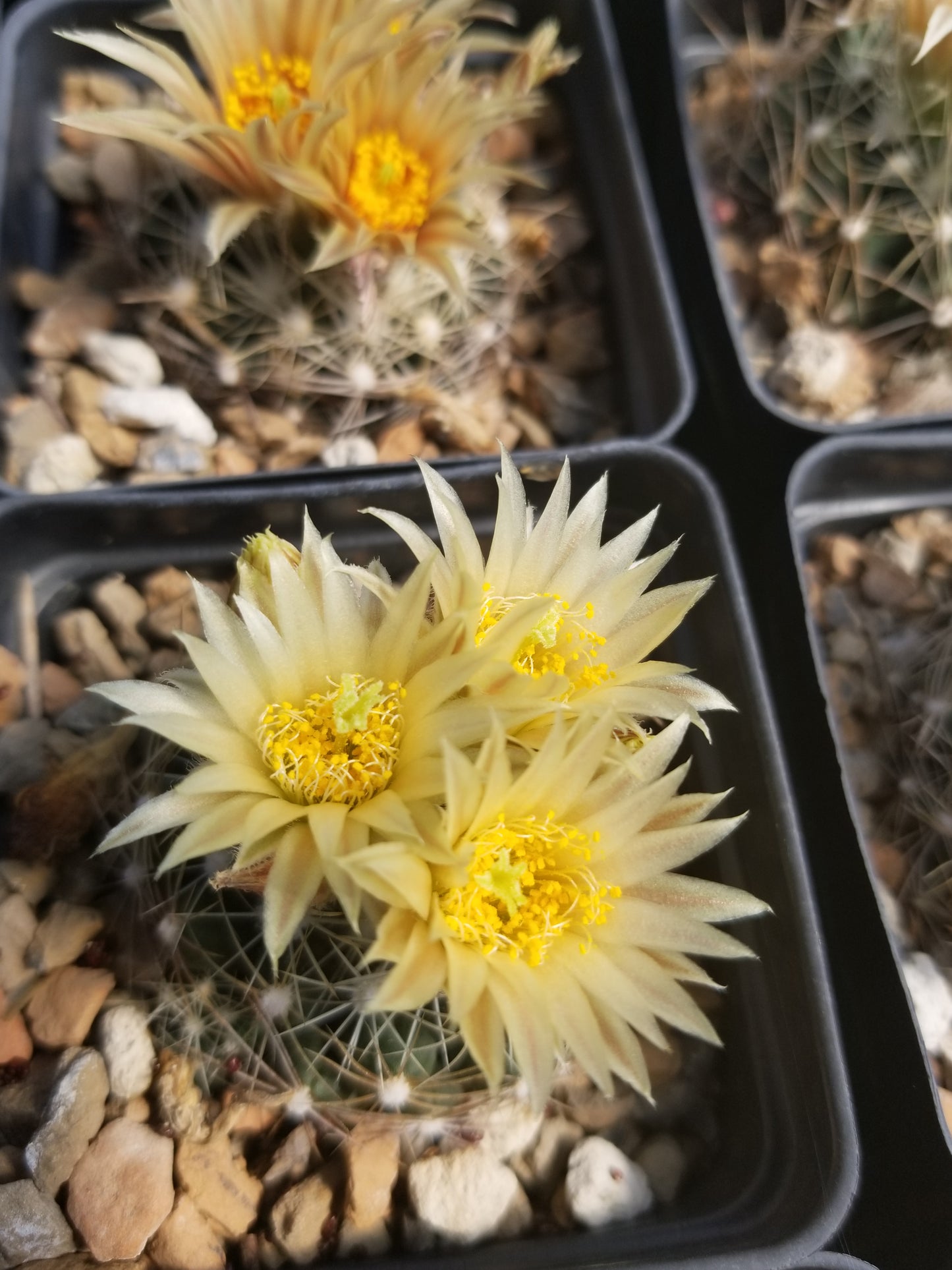 ES003: Pelecyphora (Escobaria) missouriensis COLD HARDY CACTUS