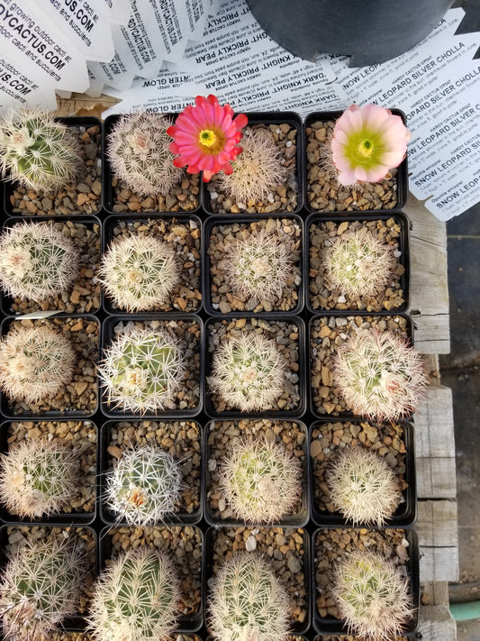 EC018: Echinocereus x roetteri COLD HARDY CACTUS