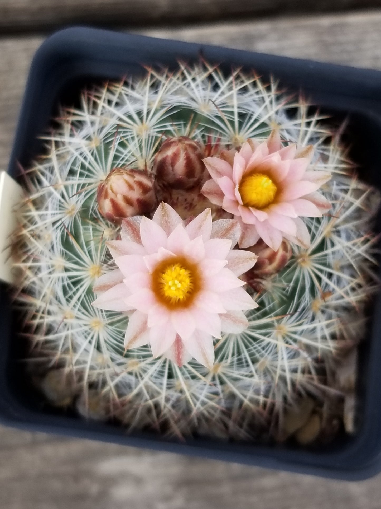 PE001: Pediocactus simpsonii (Mountain Ball) COLD HARDY CACTUS